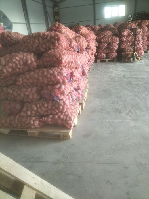 Cartofi de vanzare consum si pentru animale