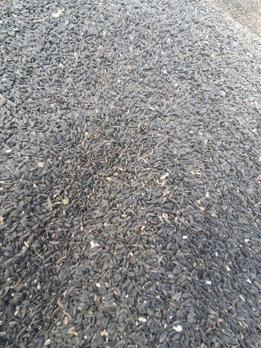 Vând floarea-soarelui, orz și grâu