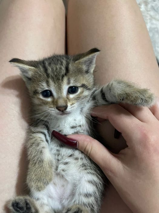 Отдам  котят в добрые хорошие руки