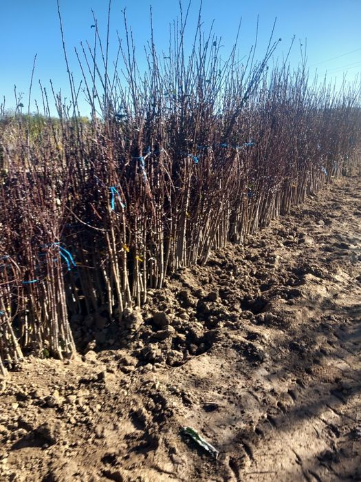 Vindem puieți de  pomi fructiferi altoiți soiuri premiu anul 3 și nuci