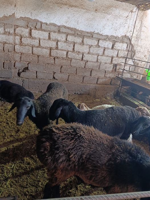 Qoylar 3400 milondan boshlanadi