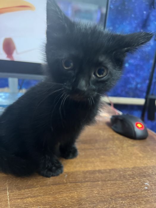 отдам в добрые руки