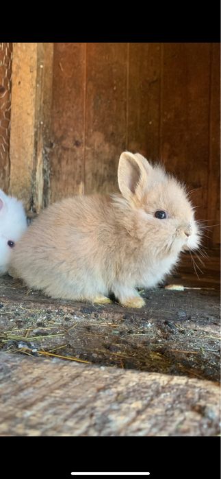 De vanzare, iepuri cap de leu de 5 luni si cel mare de 1 an