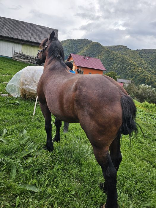 Cal de vânzare negociabil