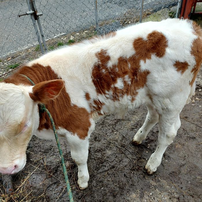 Vând vițel de lapte.