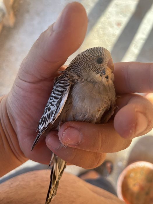 Perusi , agapornis, papagali pui
