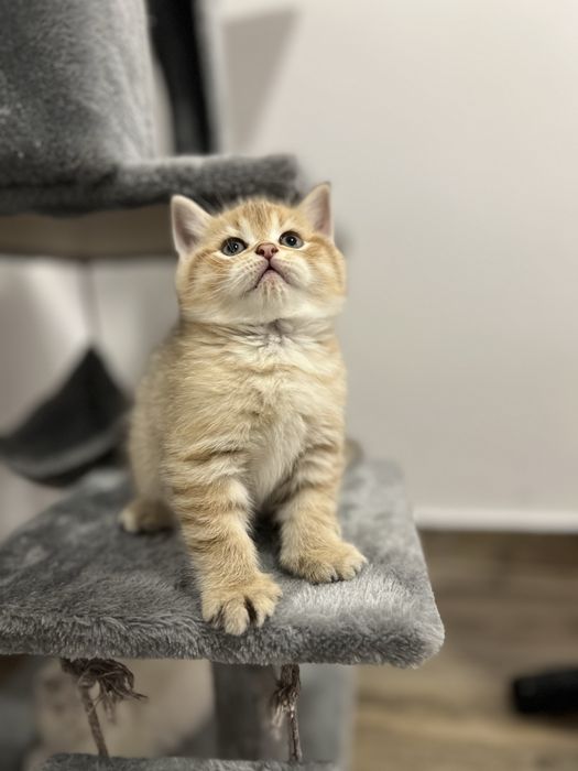 Pisicuțe de 6 săptămâni – jucăușe și foarte dragute