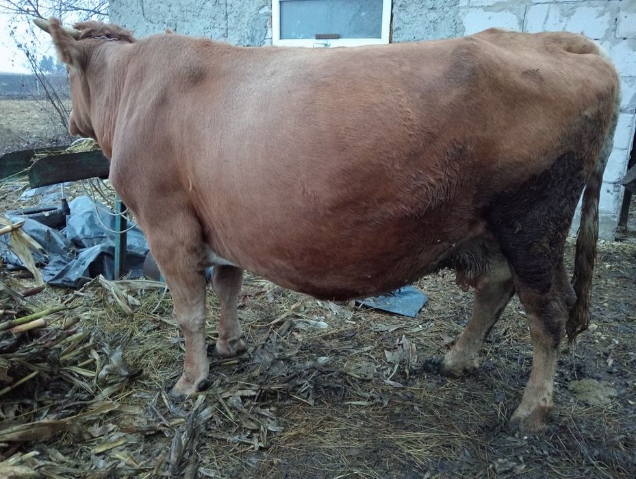 Vând vaca gestantă