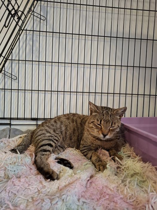 Tigri cauta adoptie