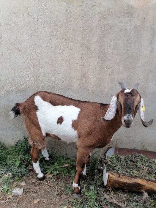 Ешкі англо-нубий, 1,5 жаста