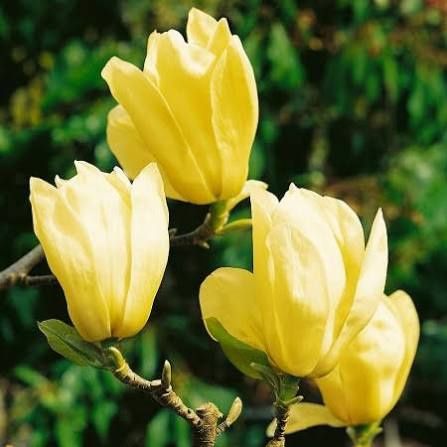 Magnolia Yellow River