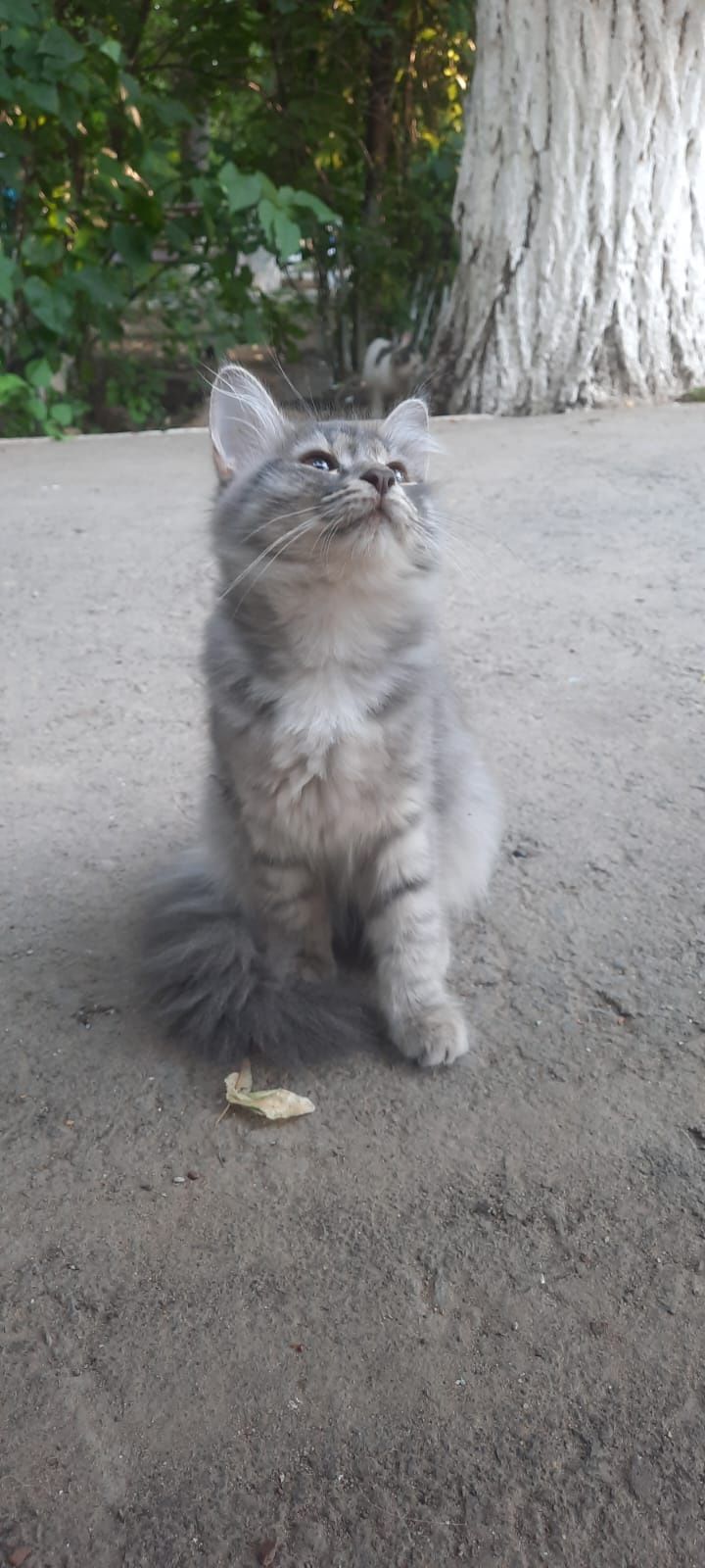 Отдам котёнка девочку в добрые руки