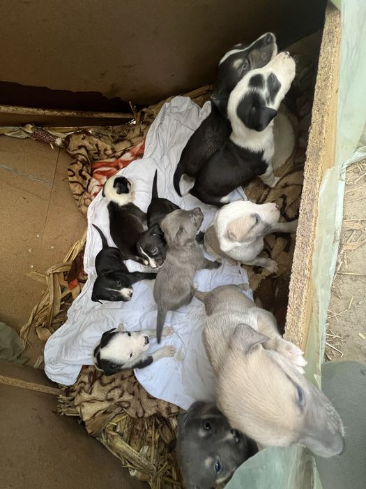 DONEZ spre adoptie puiuti de amstaff !!