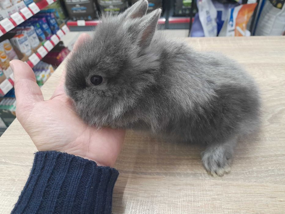 Декоративно мини зайче Холандско джудже