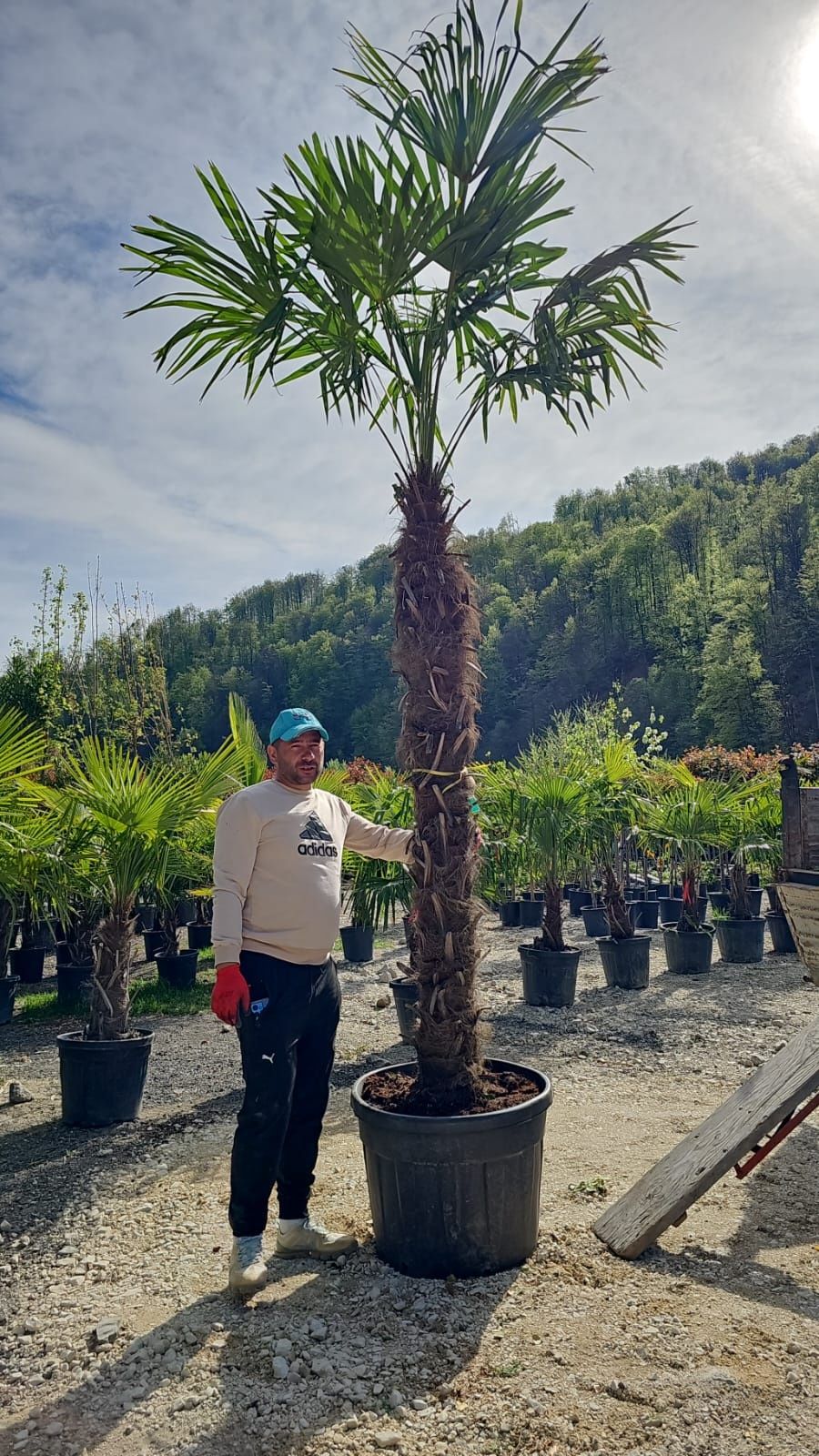 Palmier 3m - 5m rezistent la îngheț, pentru exterior,  plante exotice.