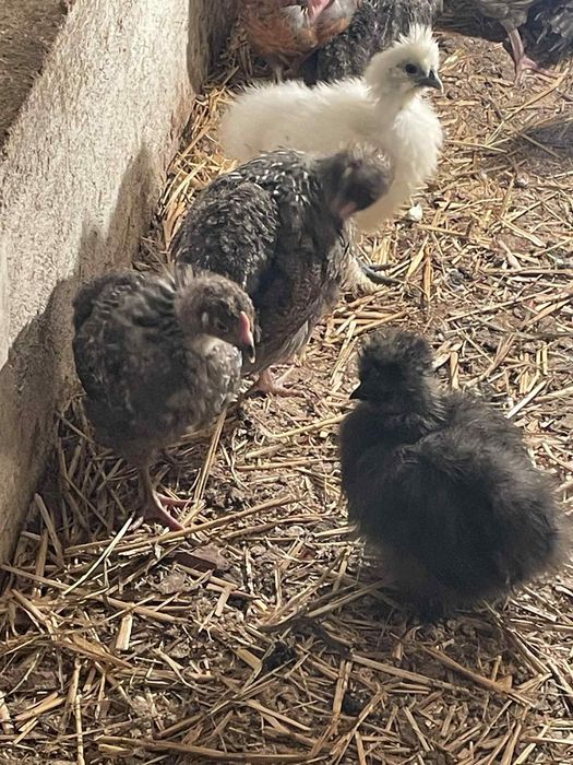 Пилета,пилета,пилета