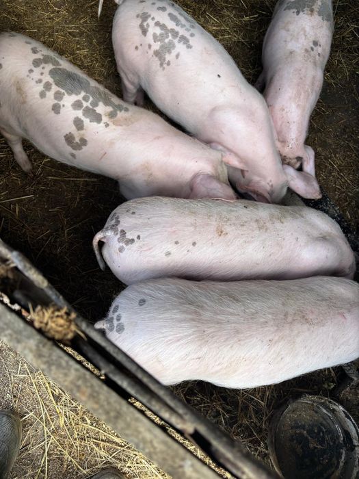 Minge de fotbal de firma