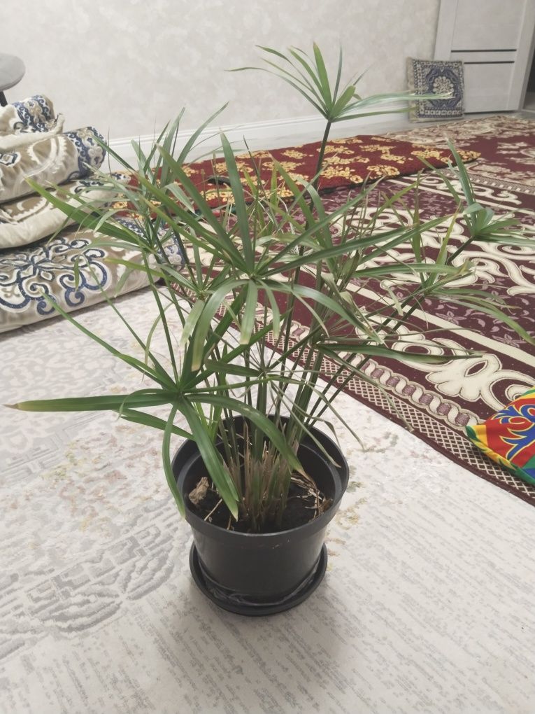 Продам,Сатам Гулдер ,отросклерде бар.