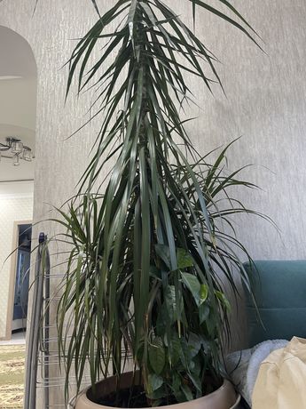 Домашняя пальма