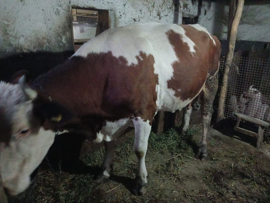 Vând vacă bălțată romaneasca