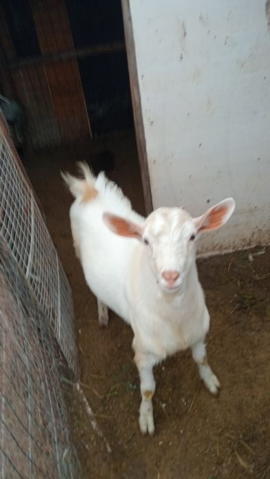 Schimb țap de anul acesta