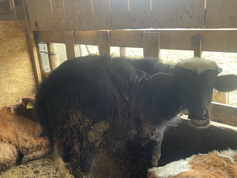 Tauras bivol foarte cuminte 4 luni