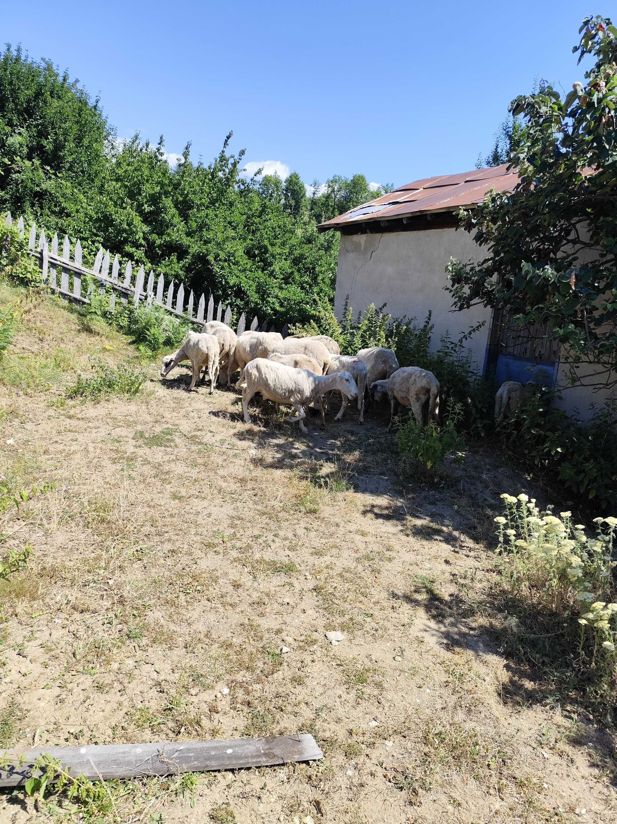 Продават се овце