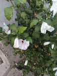 Puieți de hibiscus gratuit