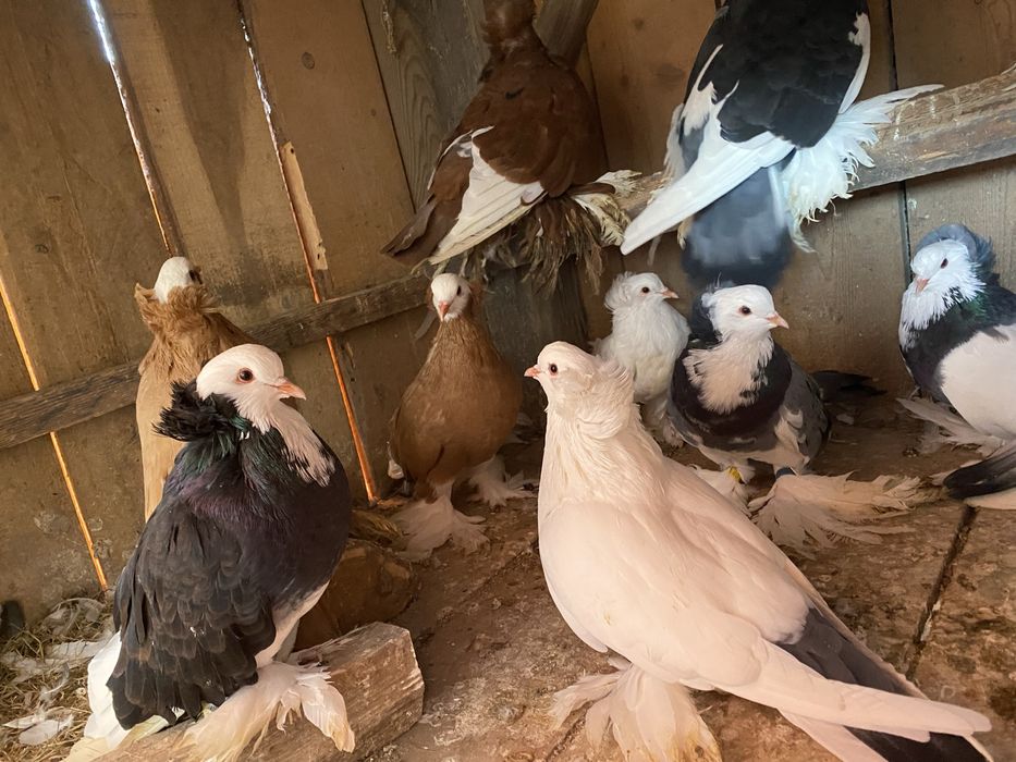 Uriasi maghiari de vânzare