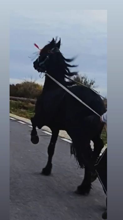 Vând doi manji frizieni