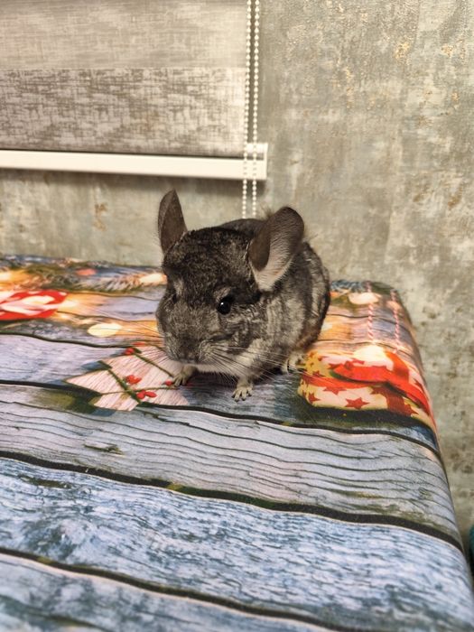 Chinchila șinșila tinere