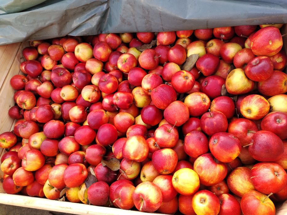 Suc de mere natural 100%