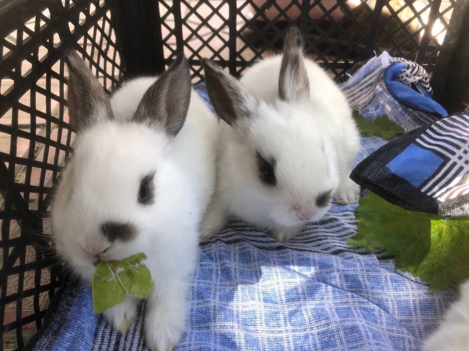 Куйон болалари сотилади