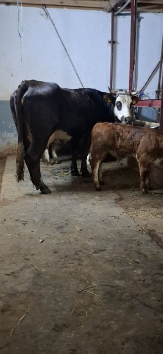 De vânzare vaca cu vitel de o luna Pascani jud iasi