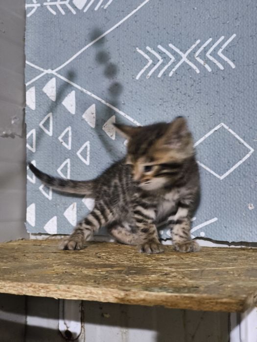 Bengal rasa pura