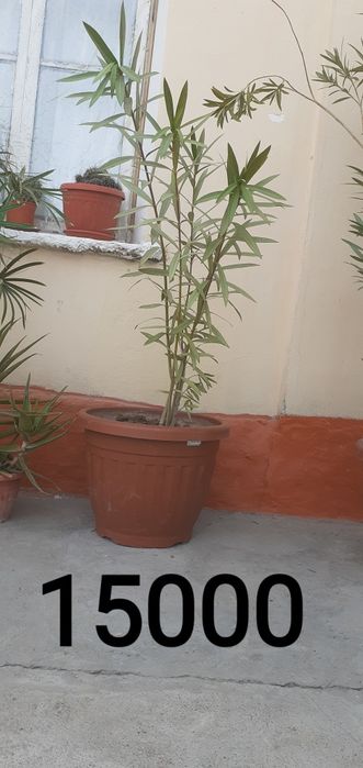 Молочай миля,палма