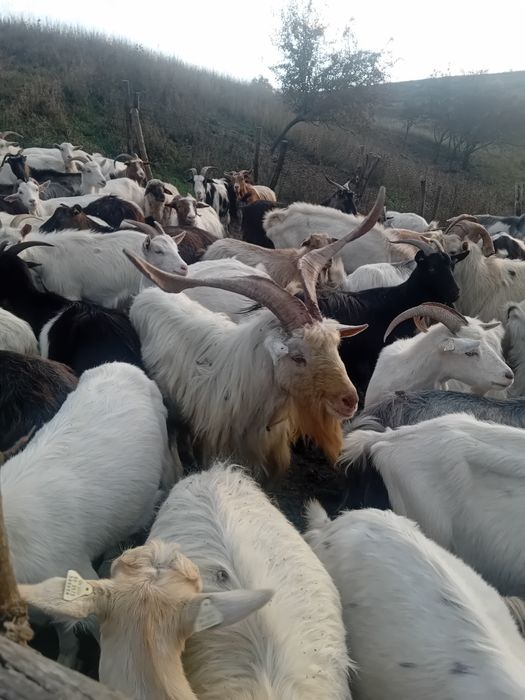 Tap Sannen de vânzare