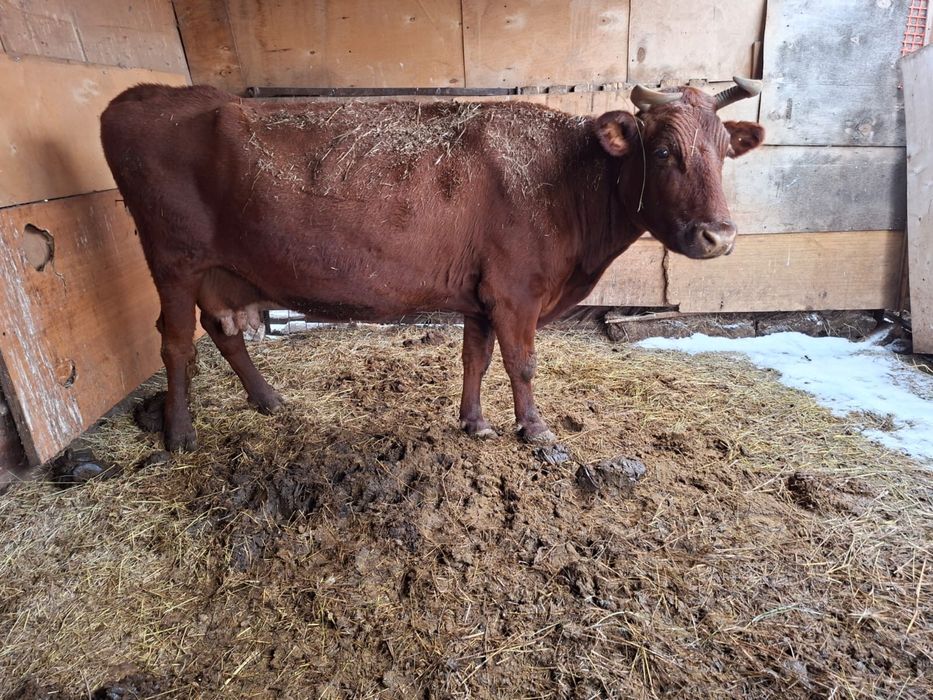 Продам корову через веса по 3200 за кг