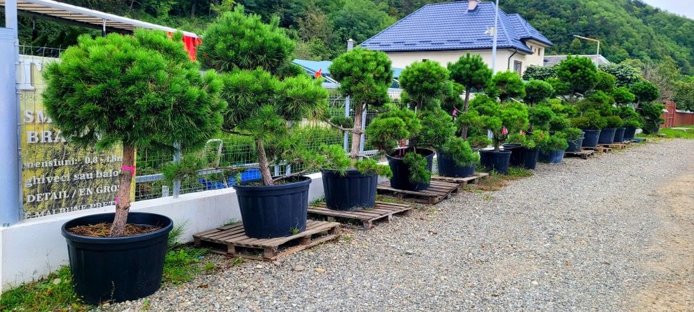 Plannte Ornamentale,  Bonsai