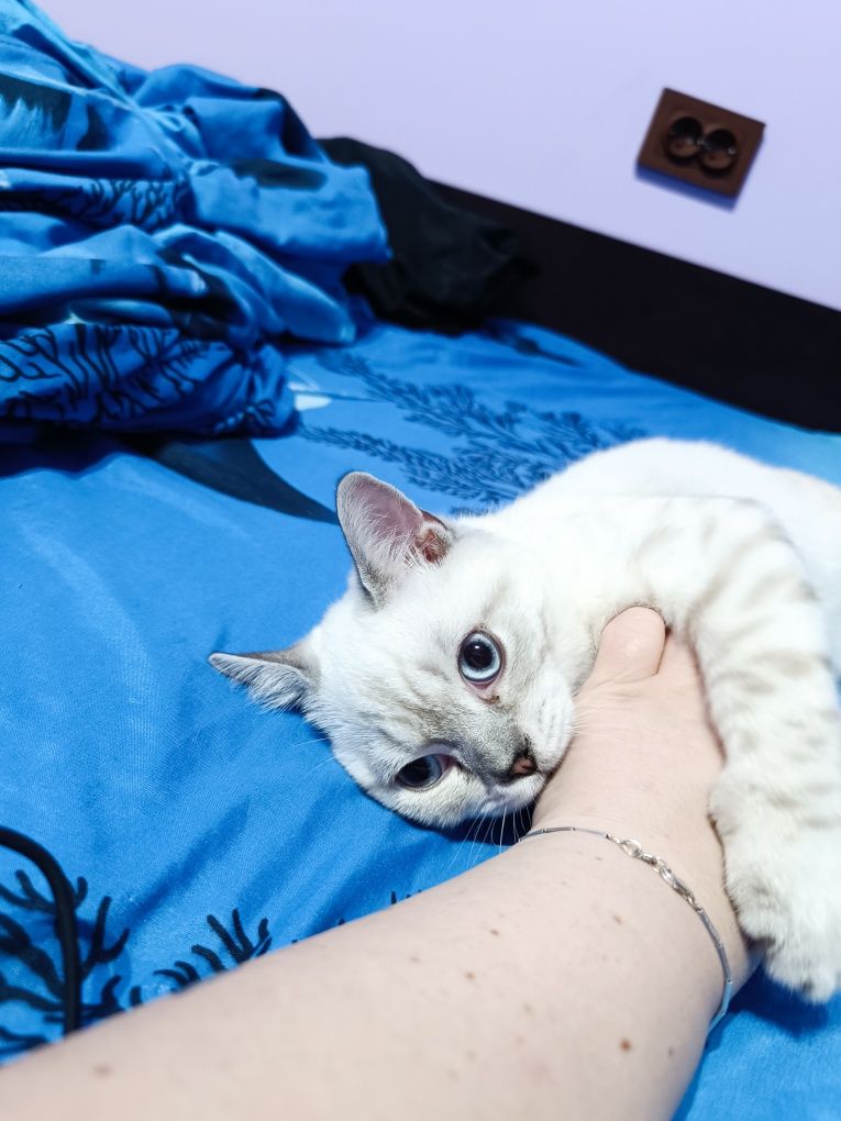 Мъжко британско коте