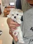 Bichon maltez mini toy