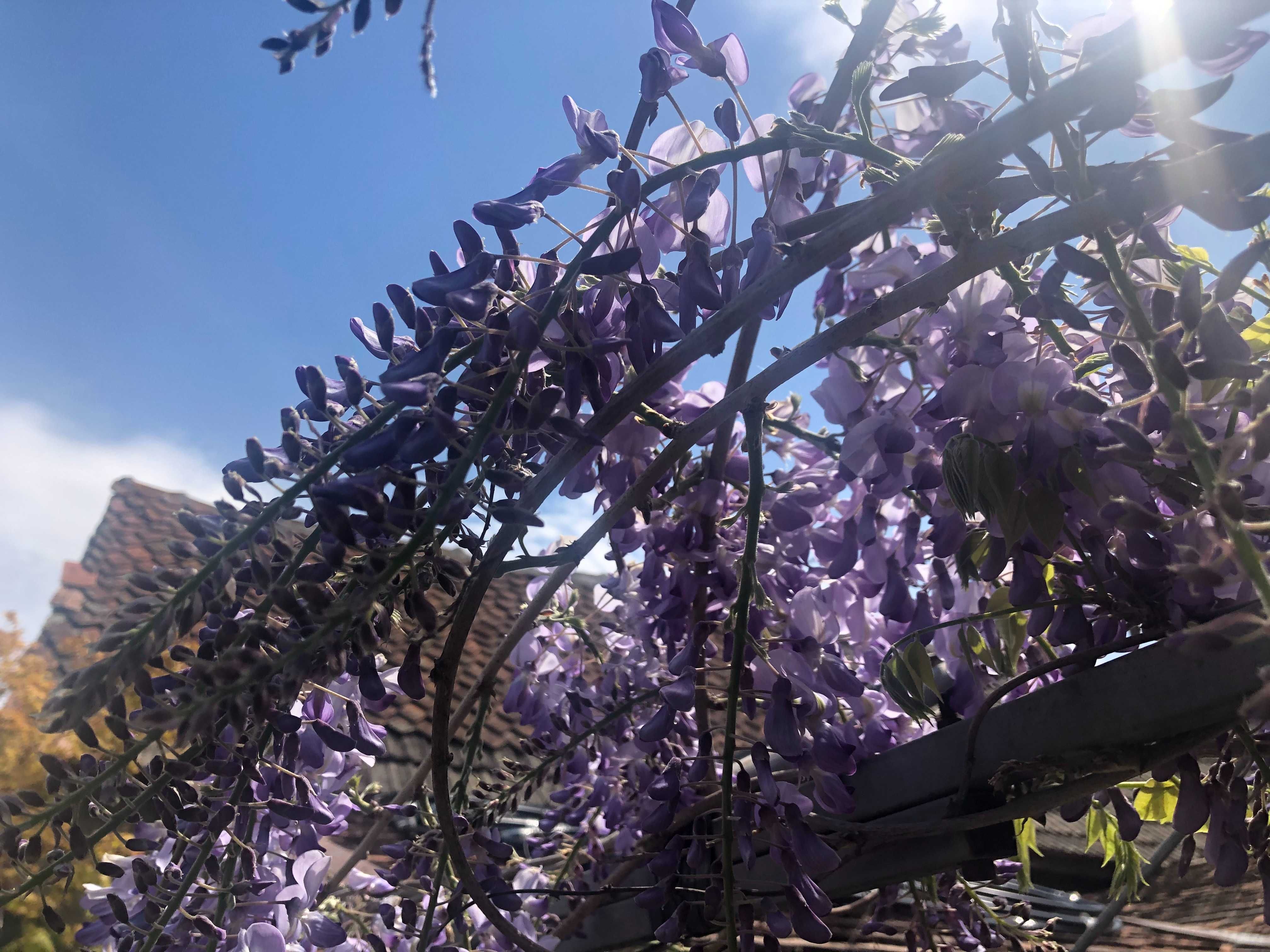 Seminte Glicină cu flori mov (Wisteria sinensis)