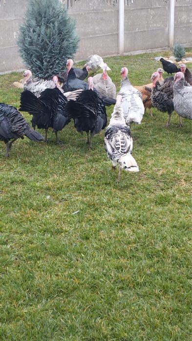 Vand curcani si curci