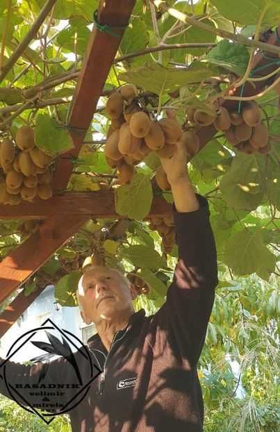 Kivi Hejvord, kiwi rezistent cu fruct mare.