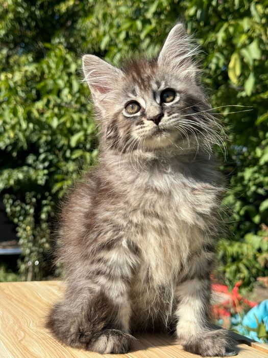 Мейн Куун Котки шоу-клас от елитен