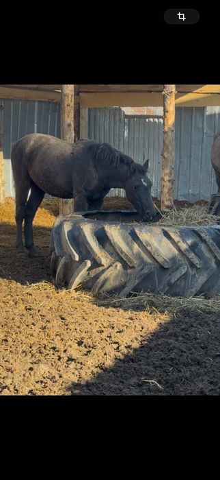 Продам жеребца 1.5 года