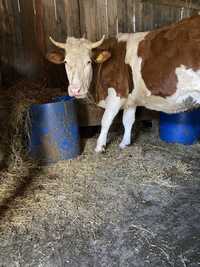 De vanzare vaca de 3 ani