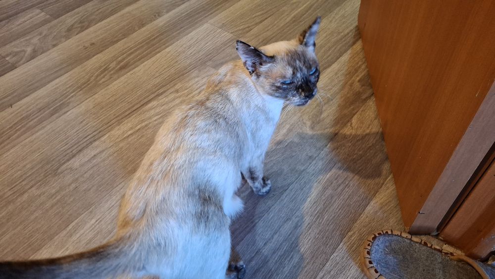 Сиамская кошка  1 год