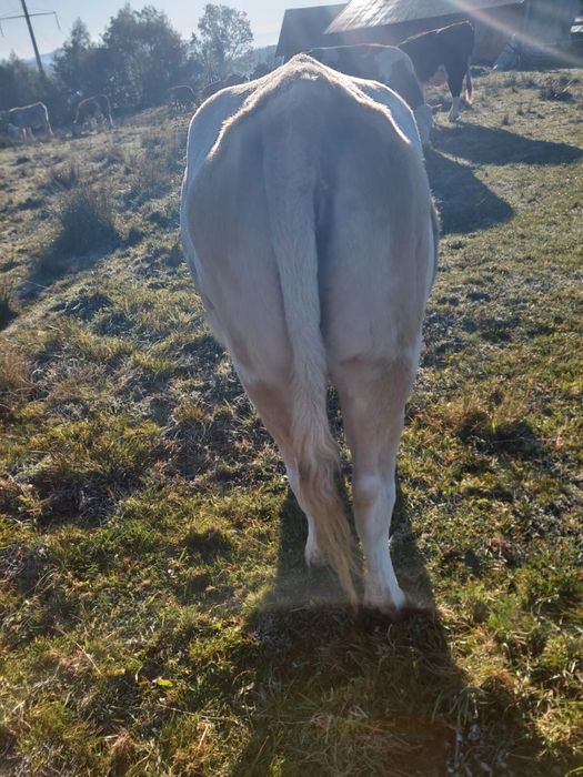 Vand 10 vaci si un taur