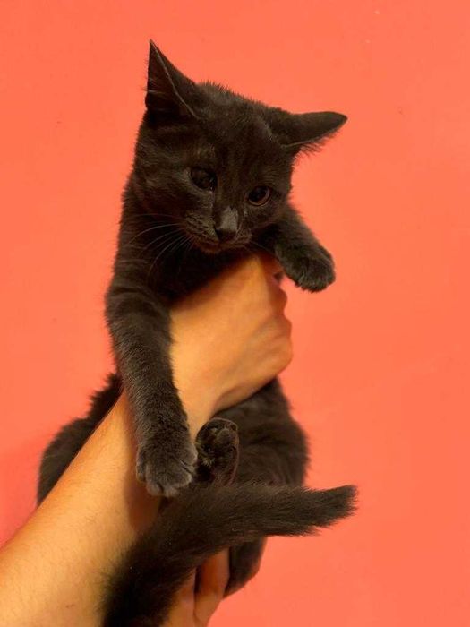 Отдам кота в добрые руки